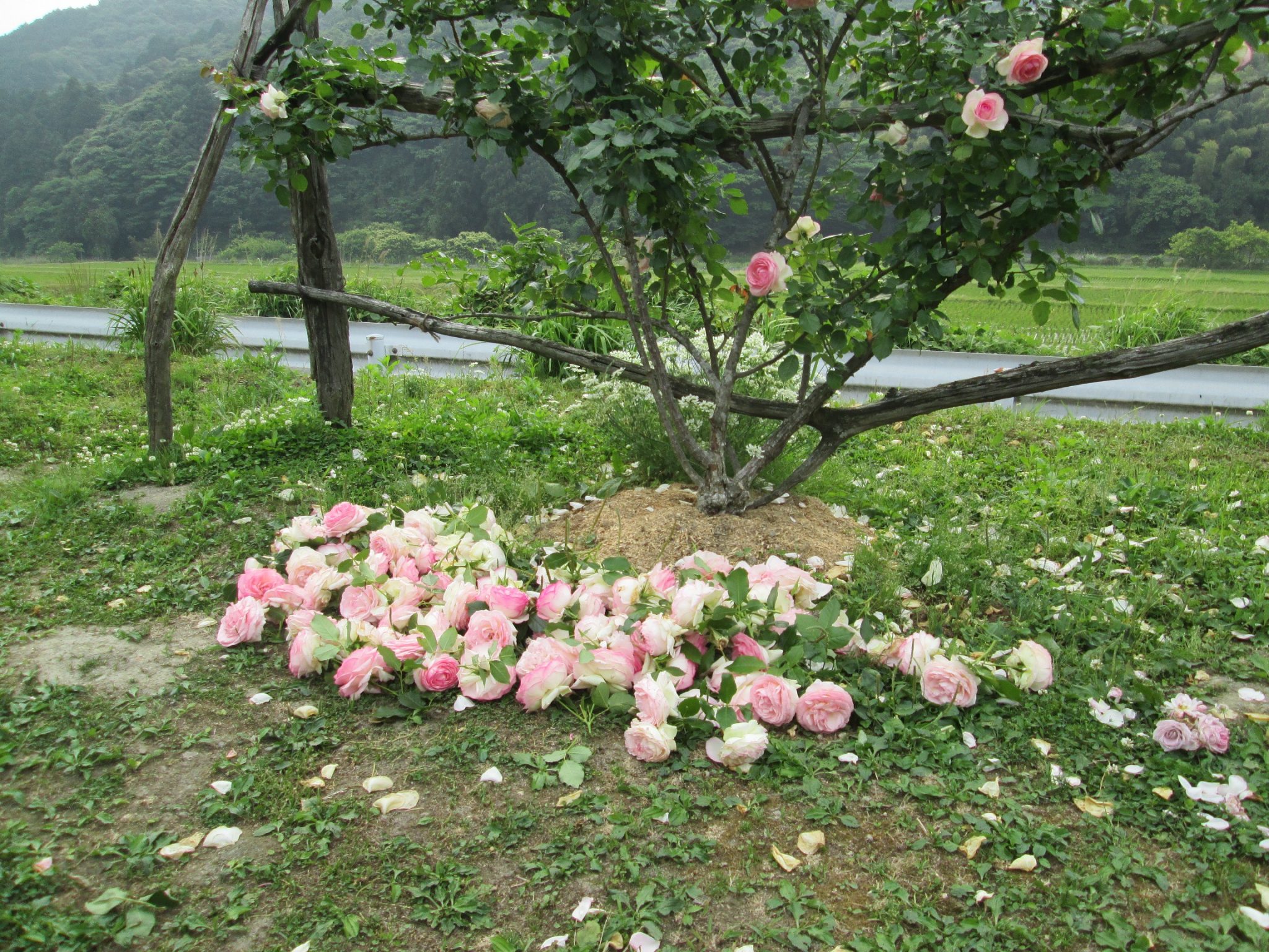 バラの 花ガラ摘み は大切な作業 里山ローズ